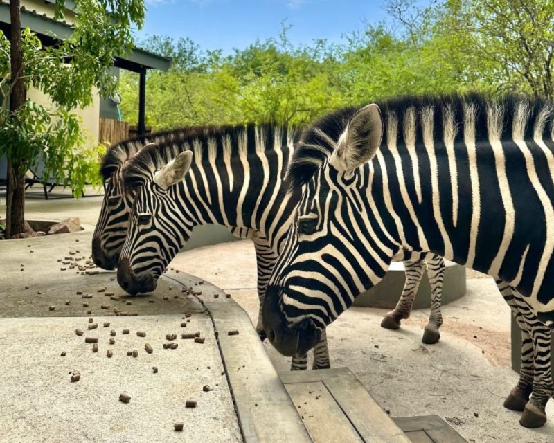 Geelslang Wildlife
